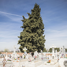 Cementerio Municipal de Villaverde